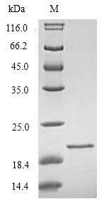 SDS-PAGE