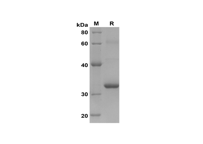 Валидация Elabscience PDEH100620(132)