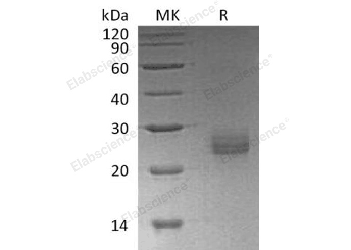 Валидация Elabscience PKSH032388(2870)