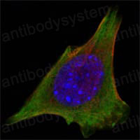 Валидация IF - AntibodySystem RHE91801