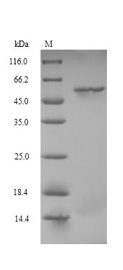 SDS-PAGE