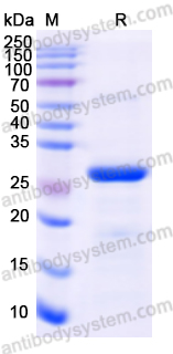 Валидация AntibodySystem YHB77701