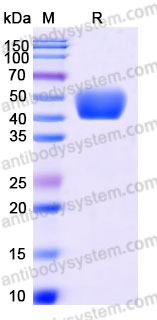 AMC42102, SDS-PAGE