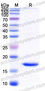 AHF42601, SDS-PAGE