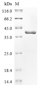 SDS-PAGE
