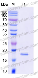 AHD85403, SDS-PAGE