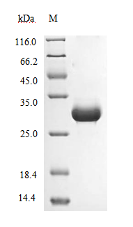 SDS-PAGE