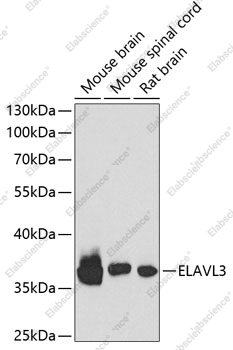 Вестерн-блоттинг, ELAVL3, различные клеточные линии