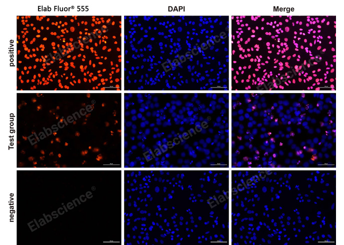 Валидация Elabscience E-CK-A325 - 108