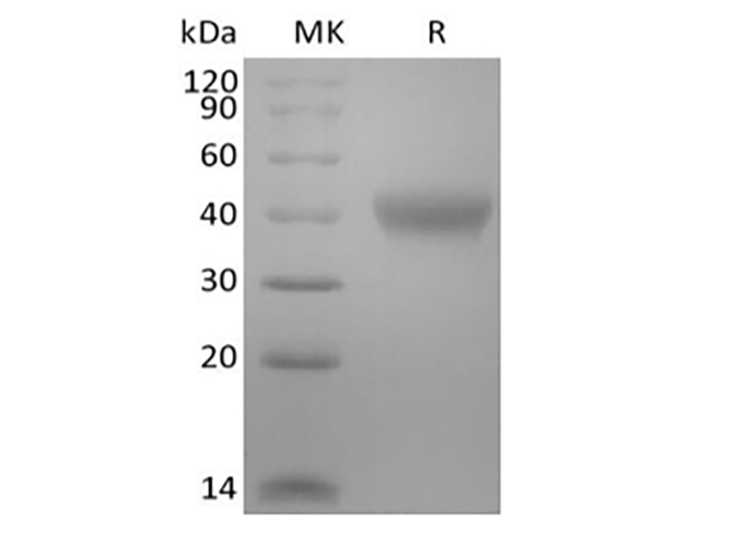 Валидация Elabscience PKSM041432(5307)