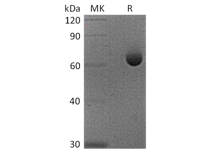 Валидация Elabscience PKSQ050049(5419)
