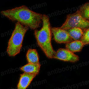Валидация IF - AntibodySystem RHE54002