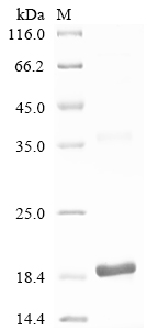 SDS-PAGE