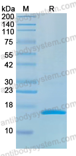 YHF88901, SDS-PAGE