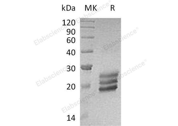 Валидация Elabscience PKSH032634(3074)