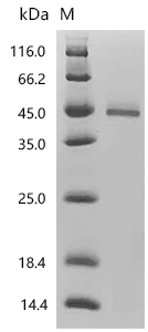 SDS-PAGE