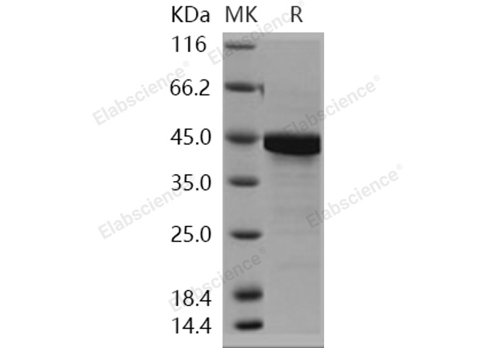 Валидация Elabscience PKSH031129(1908)