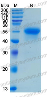 Валидация AntibodySystem AHD11901