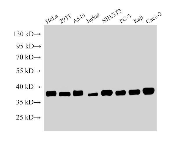 Вестерн-блоттинг, NPM1, клеточные линии HeLa, 293T, A549, Jurkat, NIH/3T3, PC-3, Raji, Caco-2