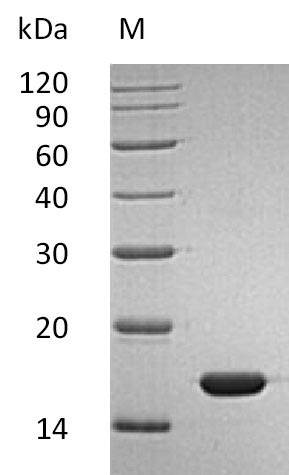 SDS-PAGE