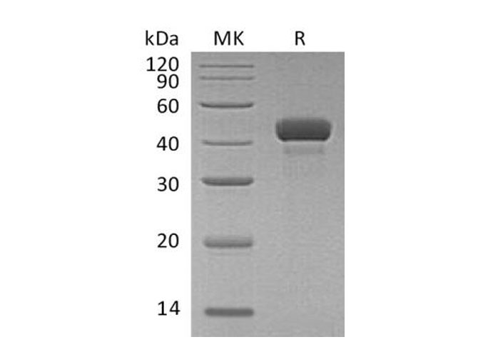 Валидация Elabscience PKSH033292(3627)
