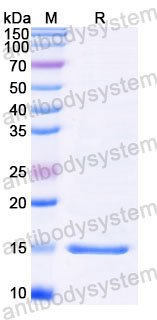 Валидация SDS-PAGE - AntibodySystem RXX00902