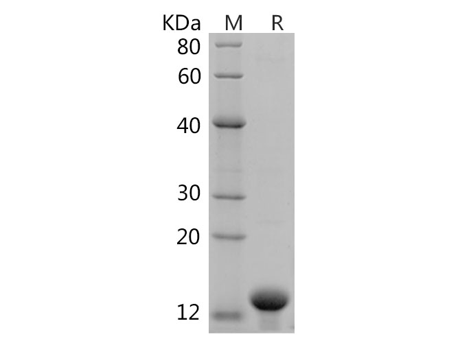 Валидация Elabscience PDEH100669(154)