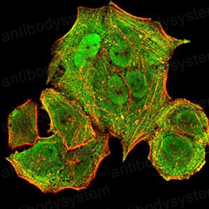 Валидация IF - AntibodySystem RHM00203