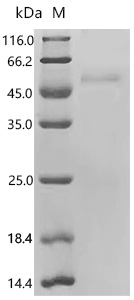 SDS-PAGE