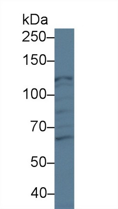 62728