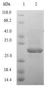 SDS-PAGE