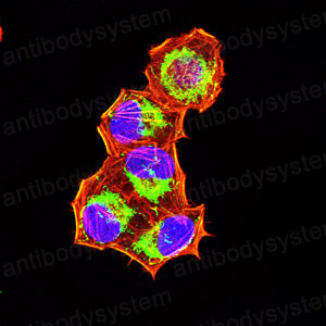 Валидация IF - AntibodySystem RHE23204