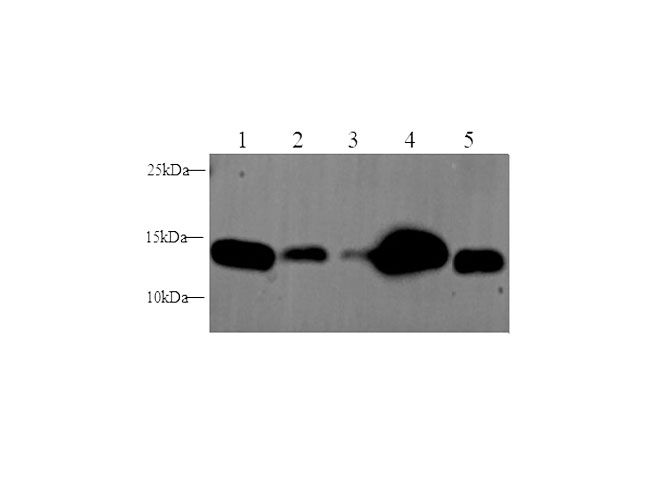 Вестерн-блоттинг, IFITM3, клетки HeLa, 293T, ткани печени и сердца мыши и крысы