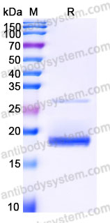 AHB95502, SDS-PAGE