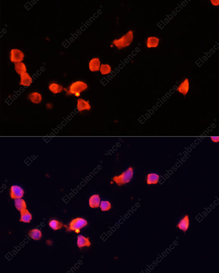 Иммунофлуоресценция, CDK5R1, клетки SH-SY5Y