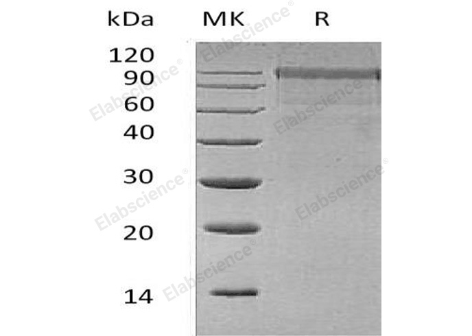 Валидация Elabscience PKSH032735(3162)