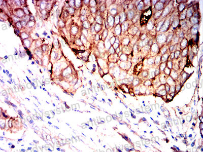 Валидация AntibodySystem RHG26701