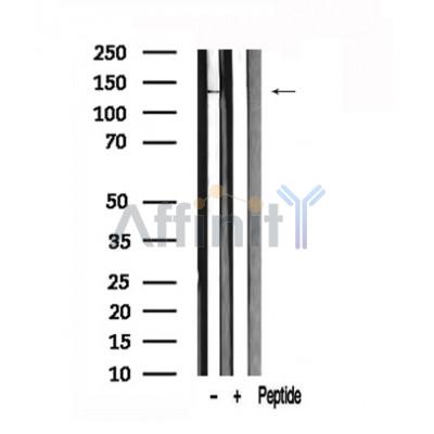 Валидация Affinity AF7573 - 4237