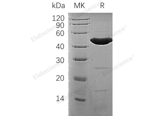 Валидация Elabscience PKSH032032(2589)