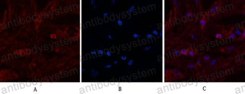 Валидация IF - AntibodySystem RHB87301