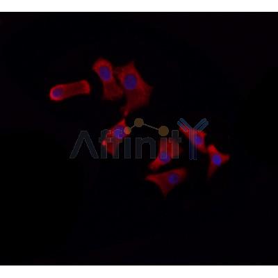 Валидация Affinity AF9039 - 4779