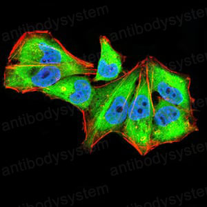 Валидация IF - AntibodySystem RHJ70002 (1442)