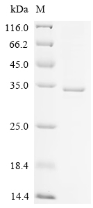 SDS-PAGE