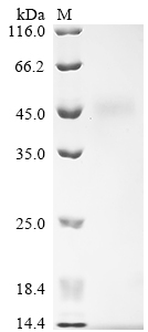 SDS-PAGE