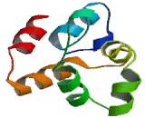 Ectodysplasin A Receptor (EDAR) Ectodysplasin A Receptor (EDAR)
