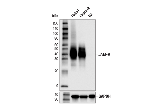 Валидация AssayVector ARM2766(5406)