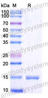 Валидация SDS-PAGE - AntibodySystem RHE29201