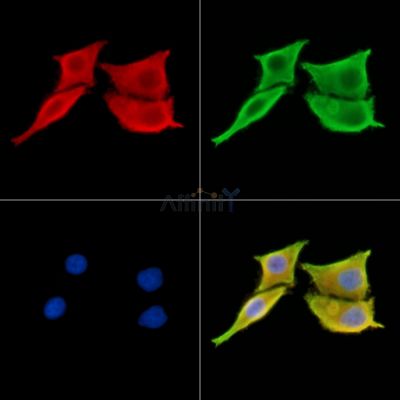 Валидация Affinity DF14245 - 10096