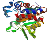 Protein Tyrosine Phosphatase Receptor Type T (PTPRT) Protein Tyrosine Phosphatase Receptor Type T (PTPRT)