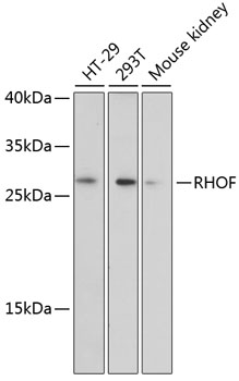 Валидация Elabscience E-AB-65496